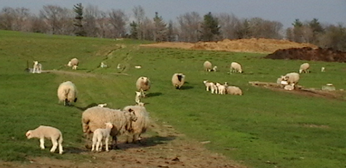 Mount Saviour Sheep