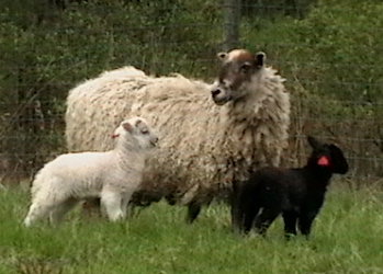 Black lamb