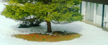 Deer resting in peace