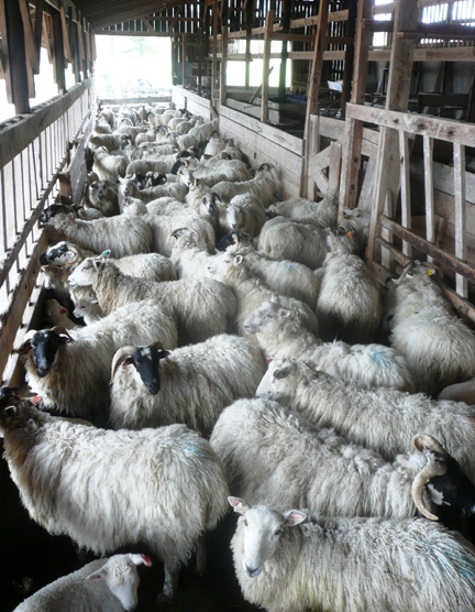 Sheep waiting for their vaccination