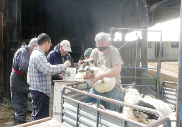 Vaccination of lambs