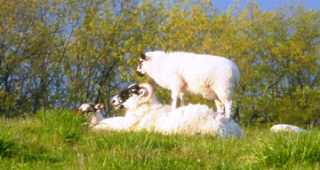 Lamb over mother