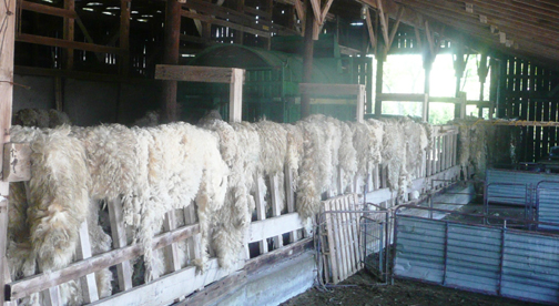 Wet wool