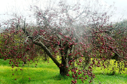 Apple tree at Mount Saviour