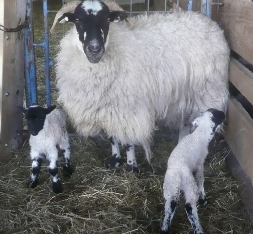 Blackface Mother with twins