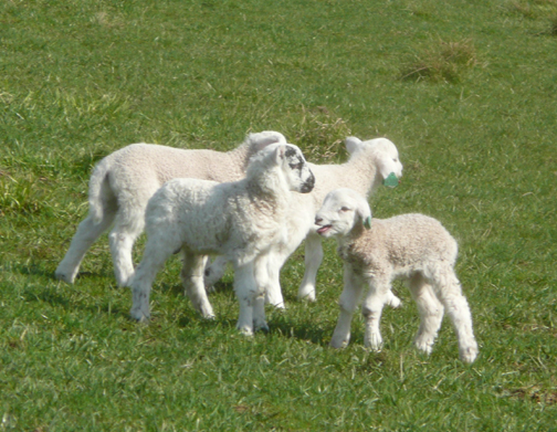 Lambs 2022