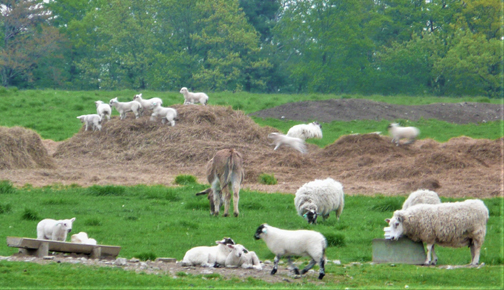 Mount Saviour Lambs
