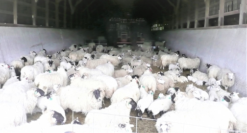 Sheep  waiting  in the barn