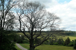 Oak tree (after)