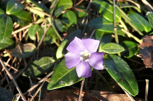 Flower in January