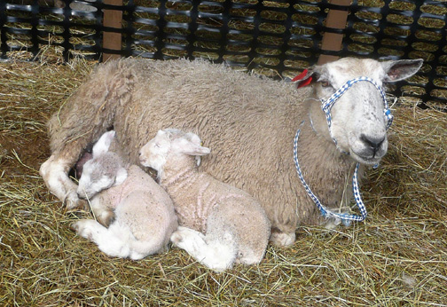 Ewe with twins