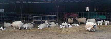Lambs at Mount Saviour