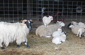 Sheep  at Mount Saviour