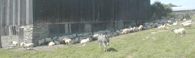 Sheep in the Shade