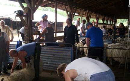 Mount Saviour Shearing 2010