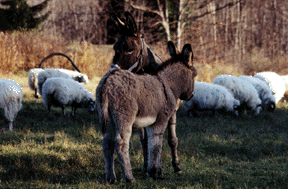Guard Donkeys