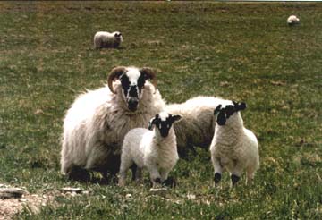 Lambs 1999