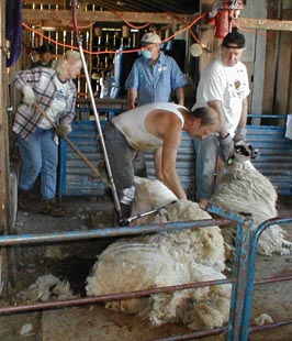 Shearing 1999