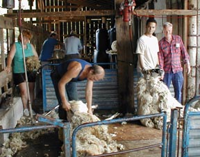 Shearing 1999