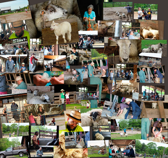 Sheering Collage