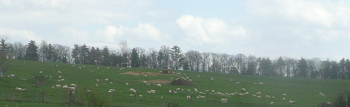 Sheep at Mount Saviour Monastery